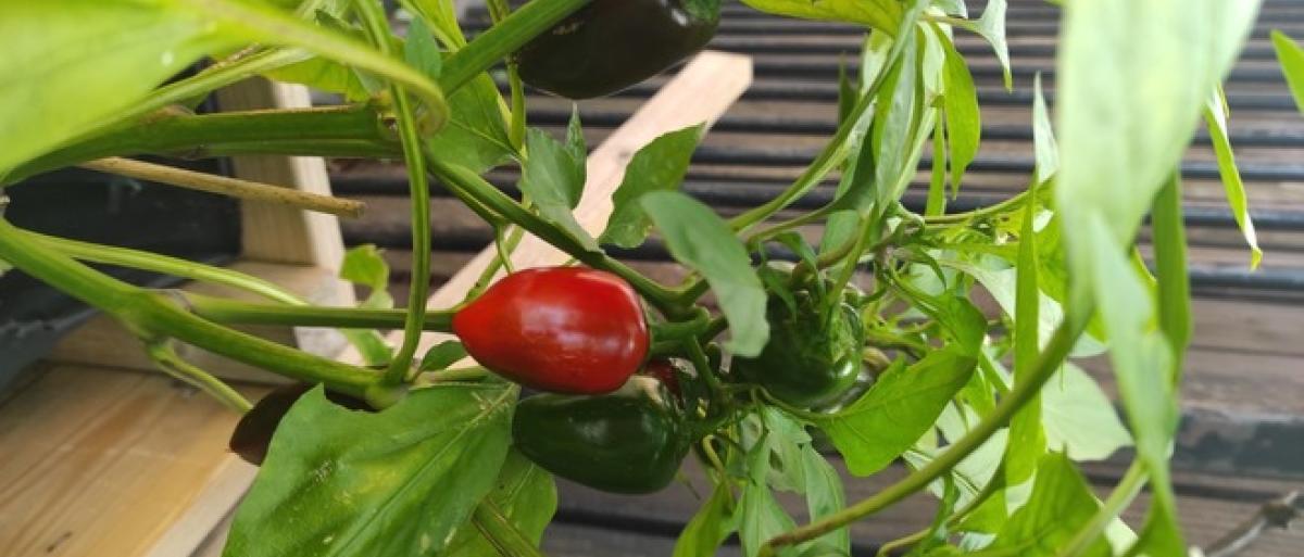 Tomato growing on a plant