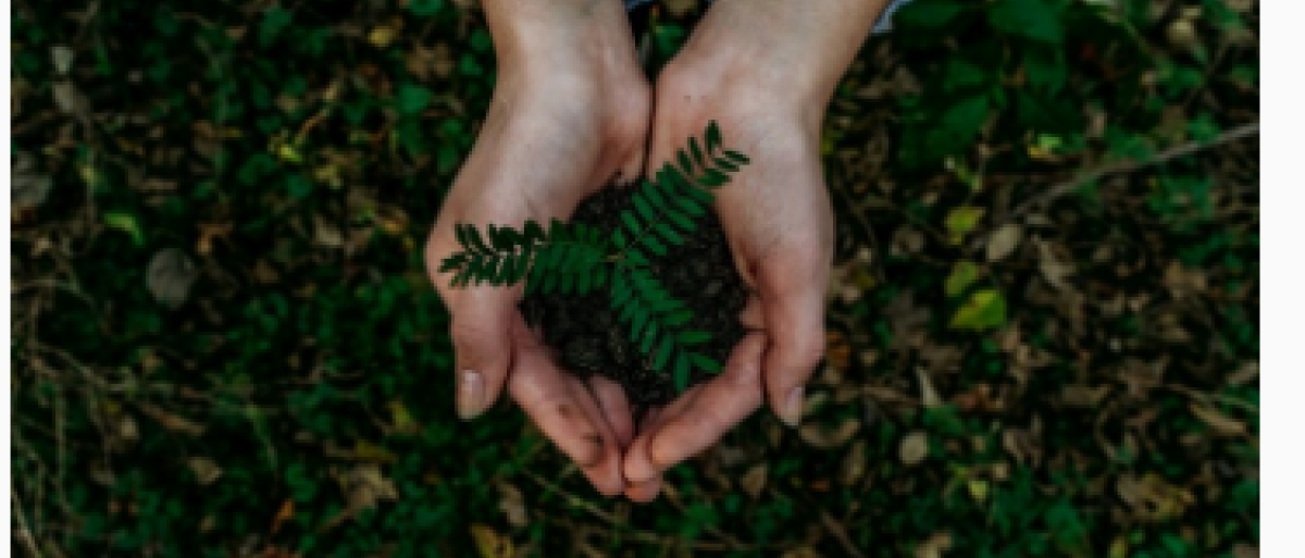 Someone holding a plant from the root