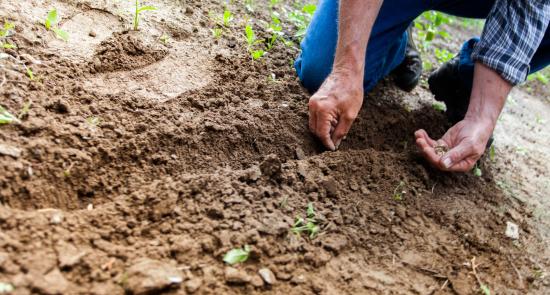 Person gardening and sowing seeds