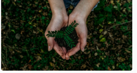 Someone holding a plant from the root